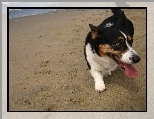 Welsh corgi cardigan, pla�a